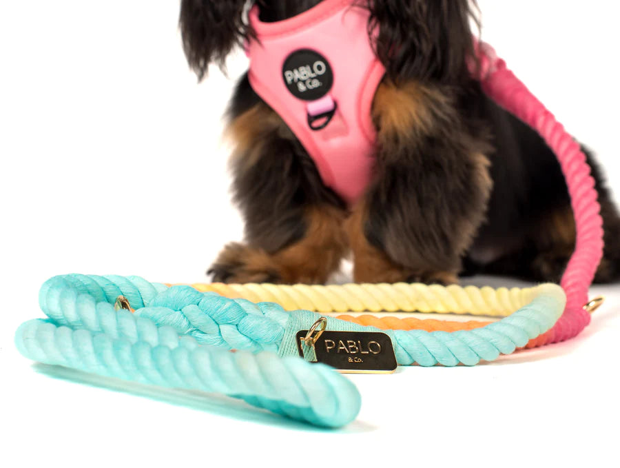 "CandyLand" Rope Leash | Pablo & Co