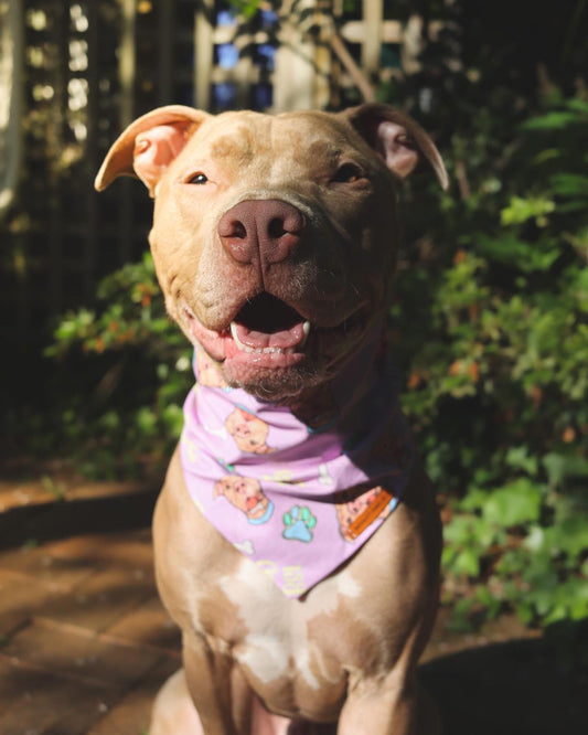 “END BSL" Pet bandana (PURPLE)