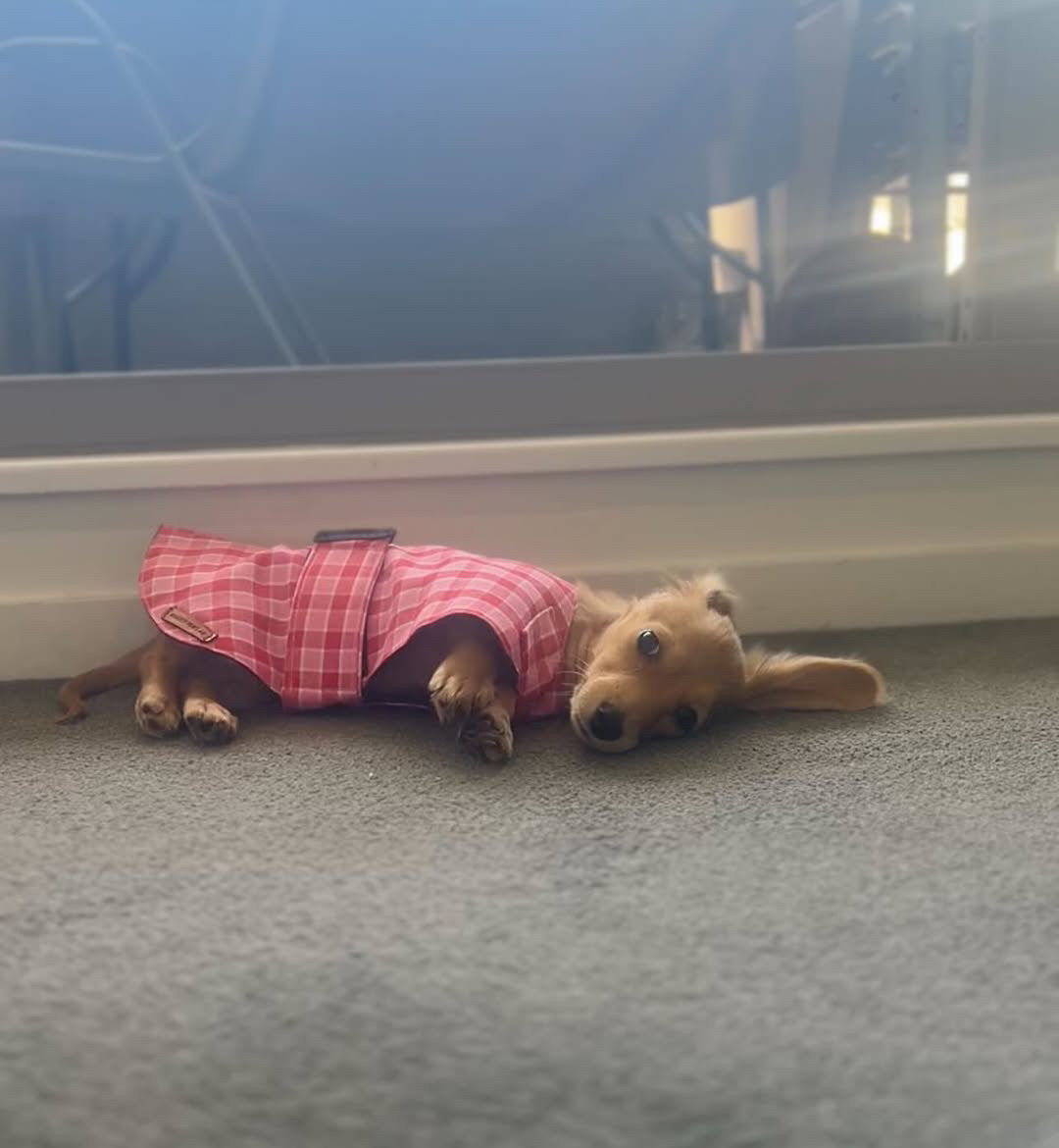 "Strawberries & Cream" Handmade Dog coat