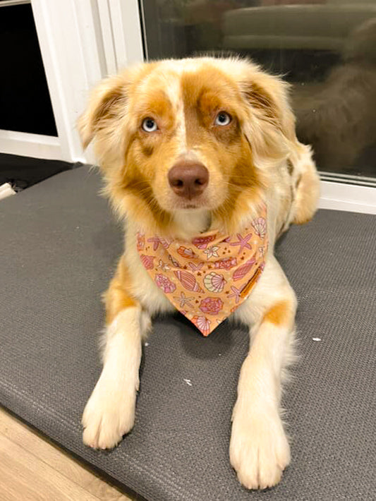 "Corals & Conches" Pet bandana