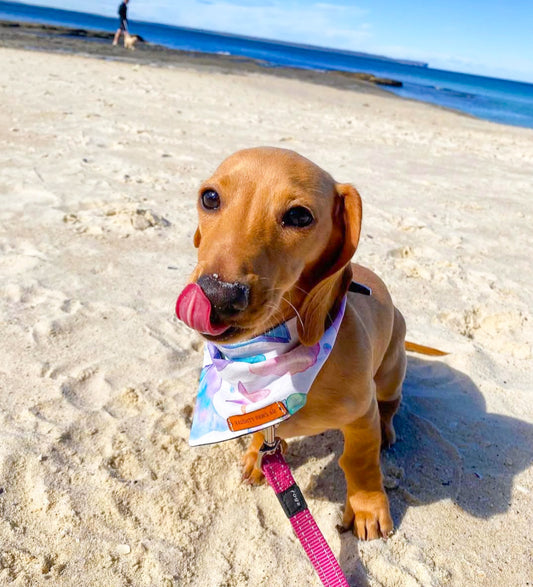 "Shells & Stars" Pet bandana