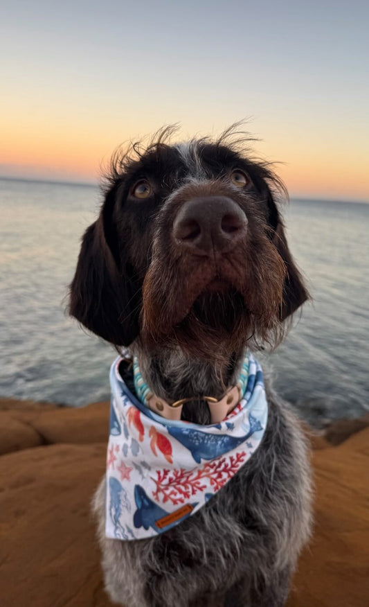 "Call of the Ocean" Pet bandana