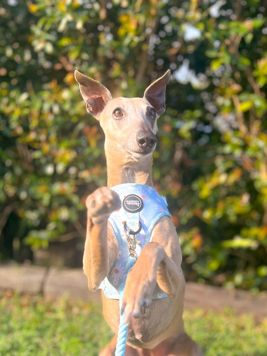 Aurora: Adjustable Harness