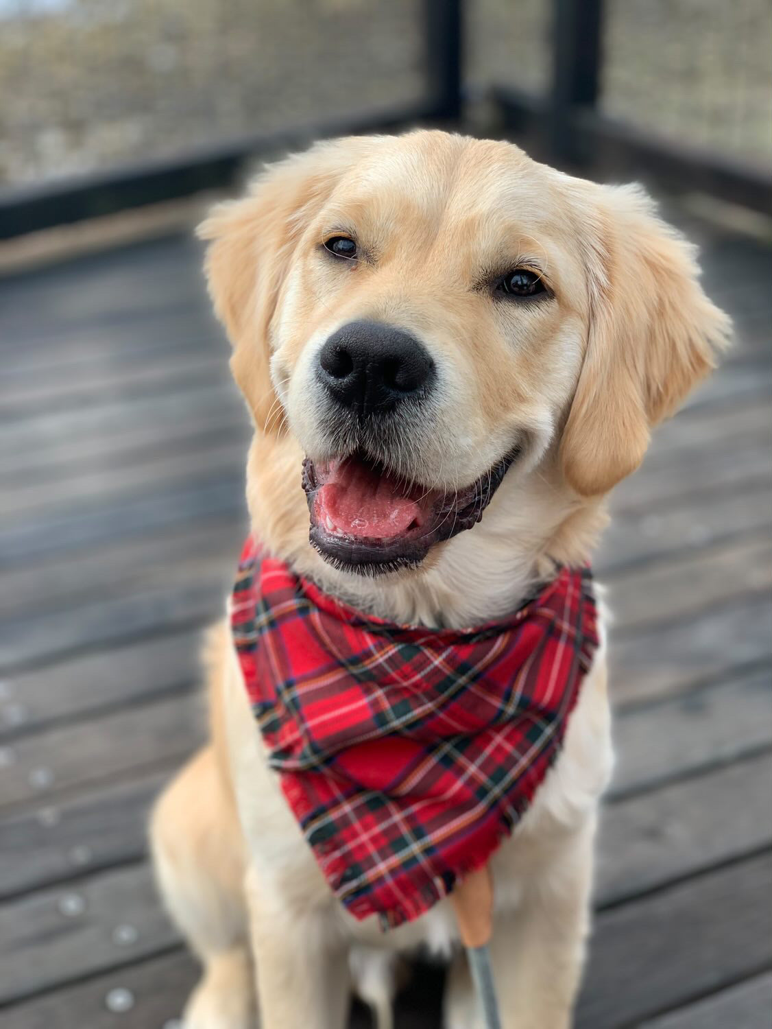 "London" Frayed pet bandana