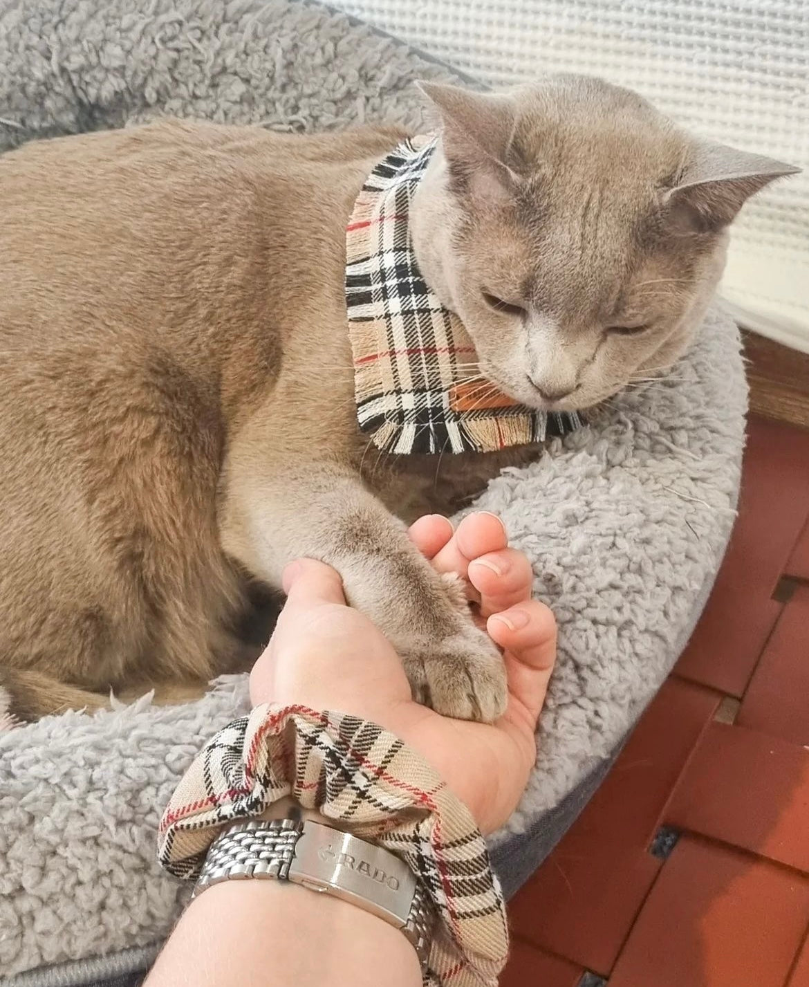 "Furrberry" Frayed pet bandana