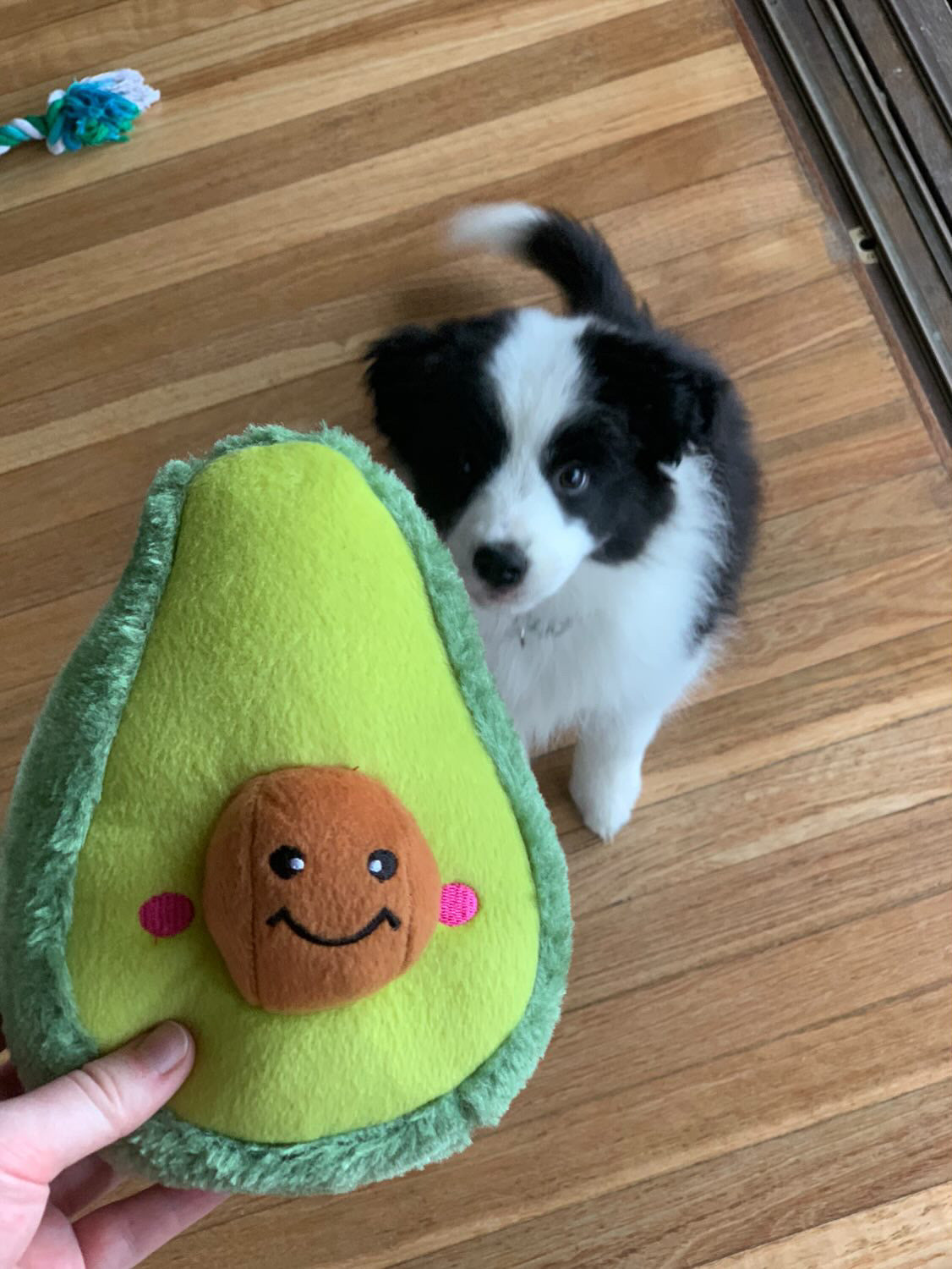 Zippy Paws NomNomz - Avocado