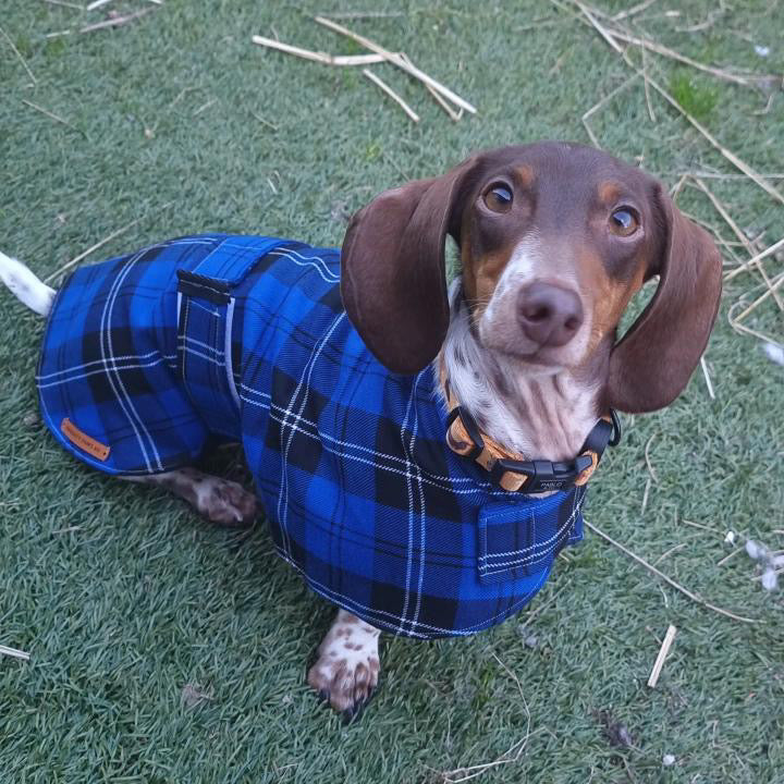 "Na'vi" Handmade Dog coat