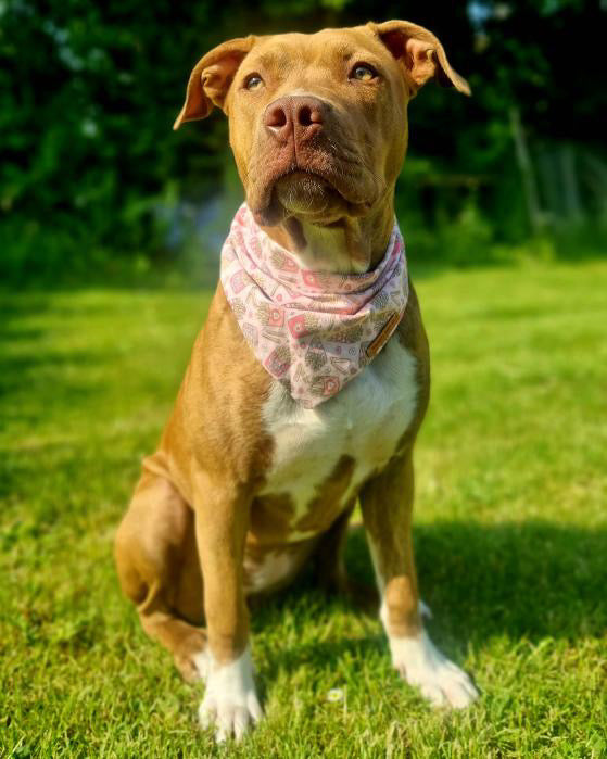 "Fries Before Guys" Pet bandana