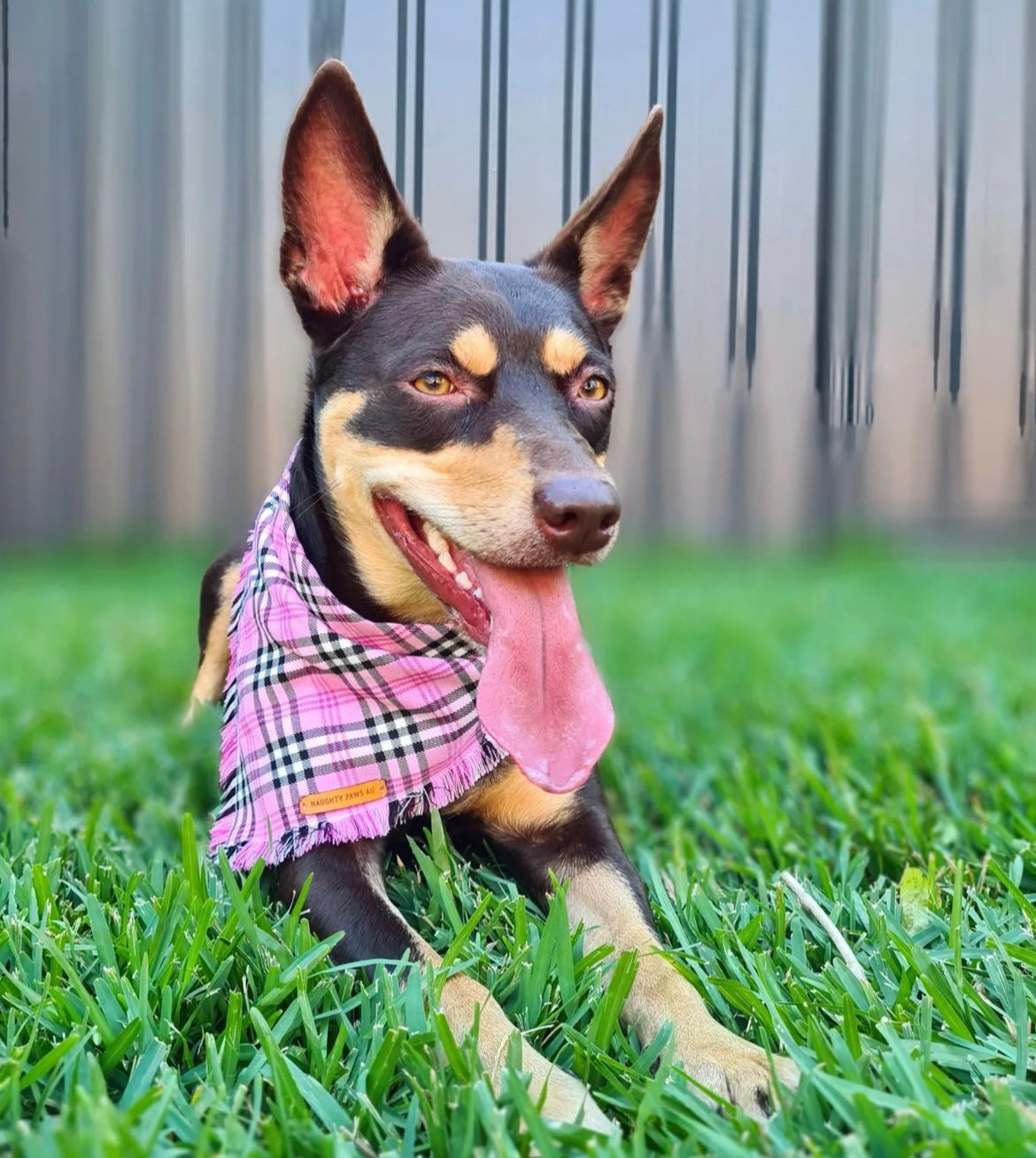 "Liquorice Allsorts" Pet bandana