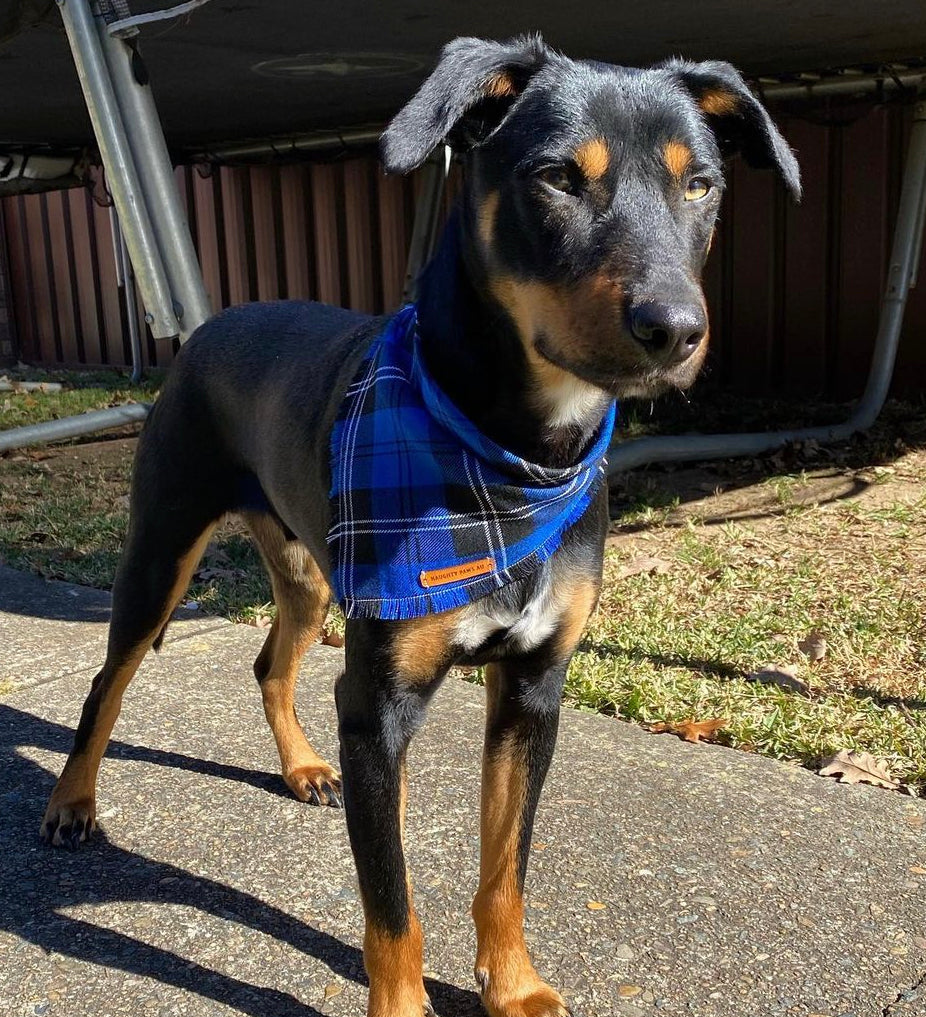 "Na'vi" Frayed pet bandana