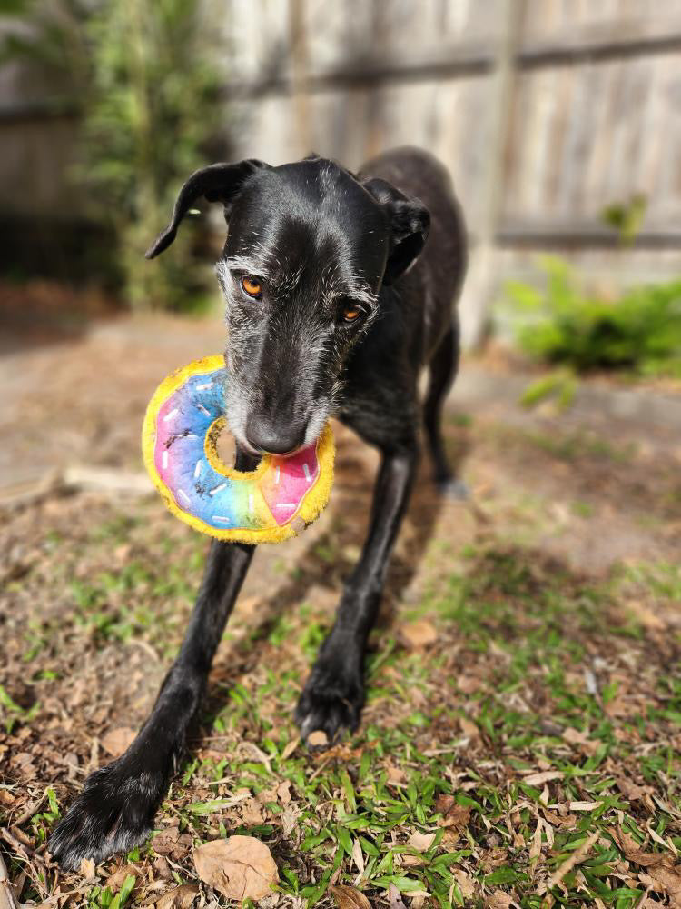 Zippy Paws - Rainbow Donutz