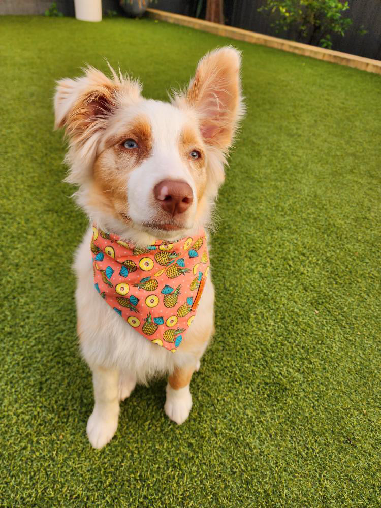 "Tropic like its hot" Dog bandana