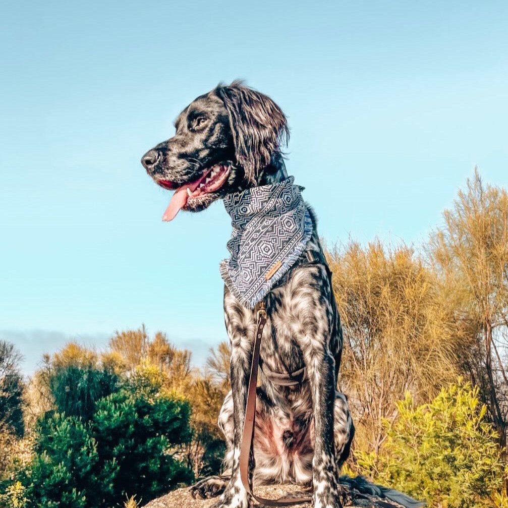 "Achilles" frayed pet bandana