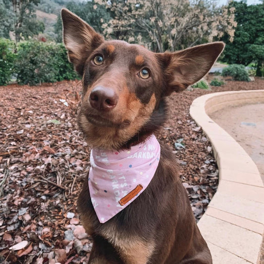 "Its my Barkday" pet bandana (PINK)