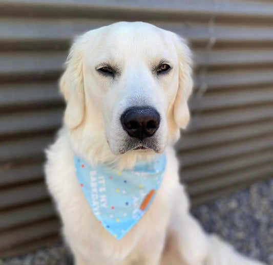 "Its my Barkday" pet bandana (BLUE)