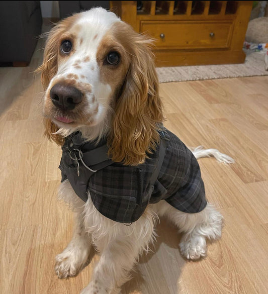 "Twilight" Handmade Dog coat