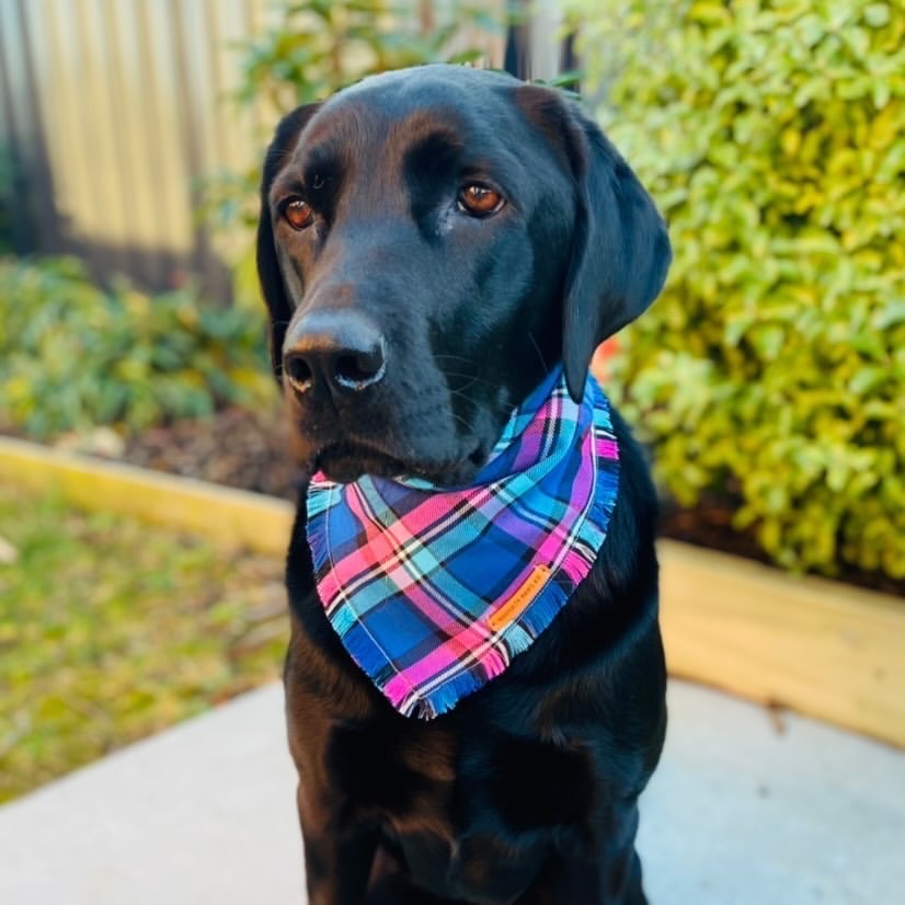 "Bubblegum" Pet bandana