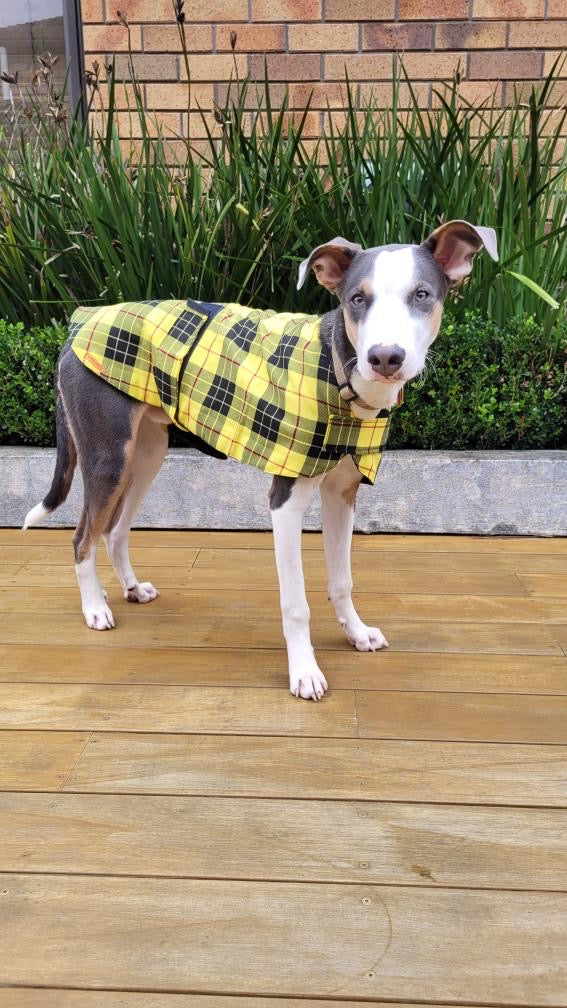 "Clueless" Handmade Dog coat
