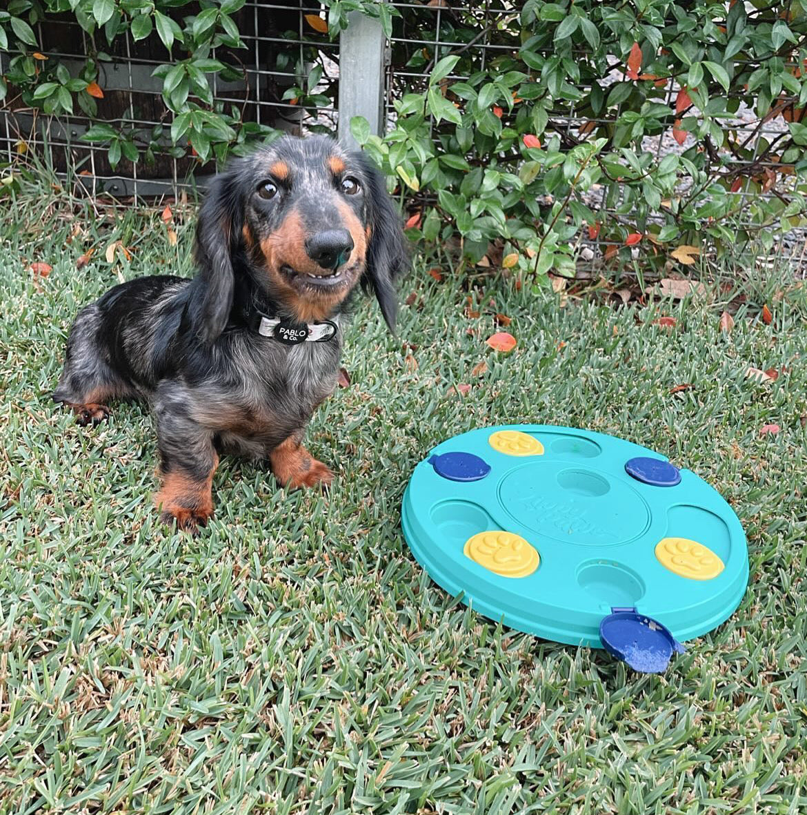 Zippy Paws SmartyPaws Puzzler