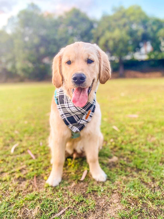 "Minerva" Pet bandana