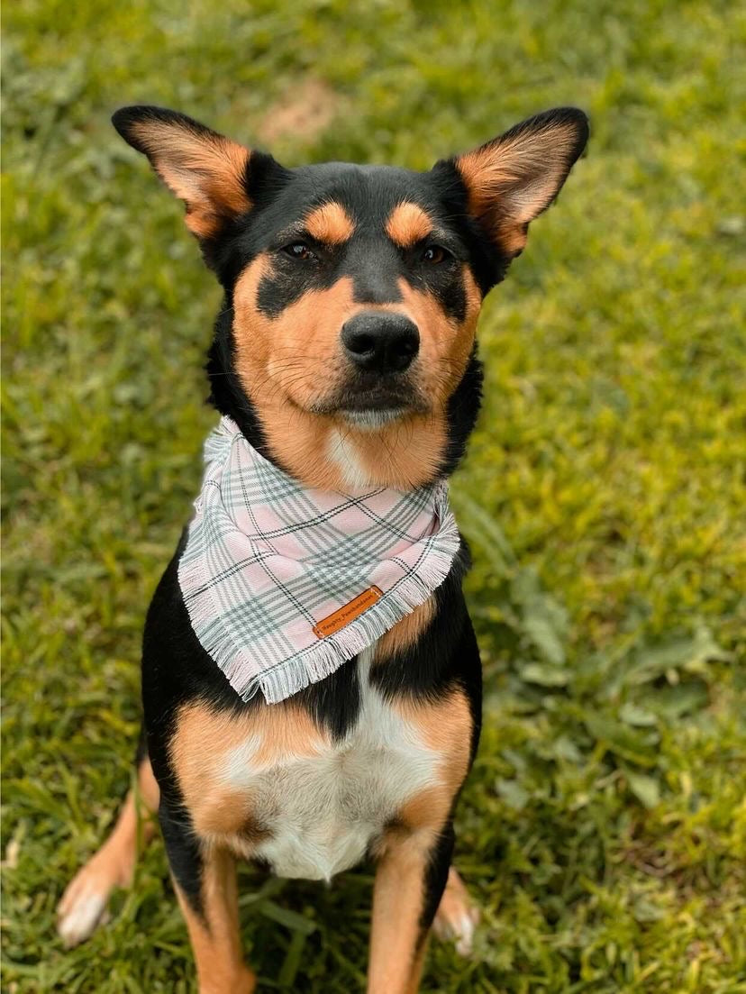 "Regina" Frayed pet bandana