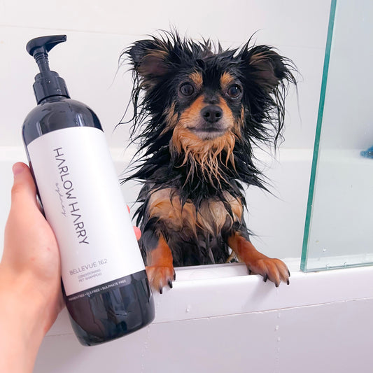 5 Tips For Keeping Your Pups Squeaky Clean & Smelling Fresh!
