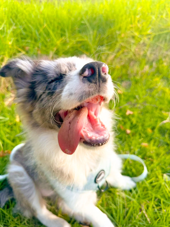 Hunter: Adjustable Harness