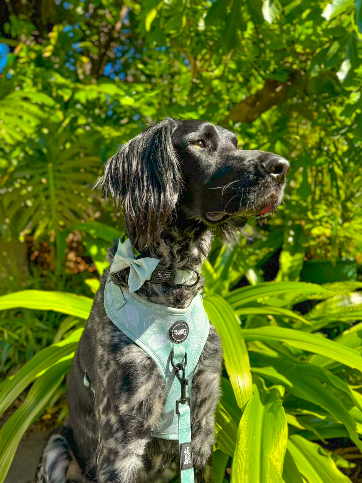 Hunter: Adjustable Harness