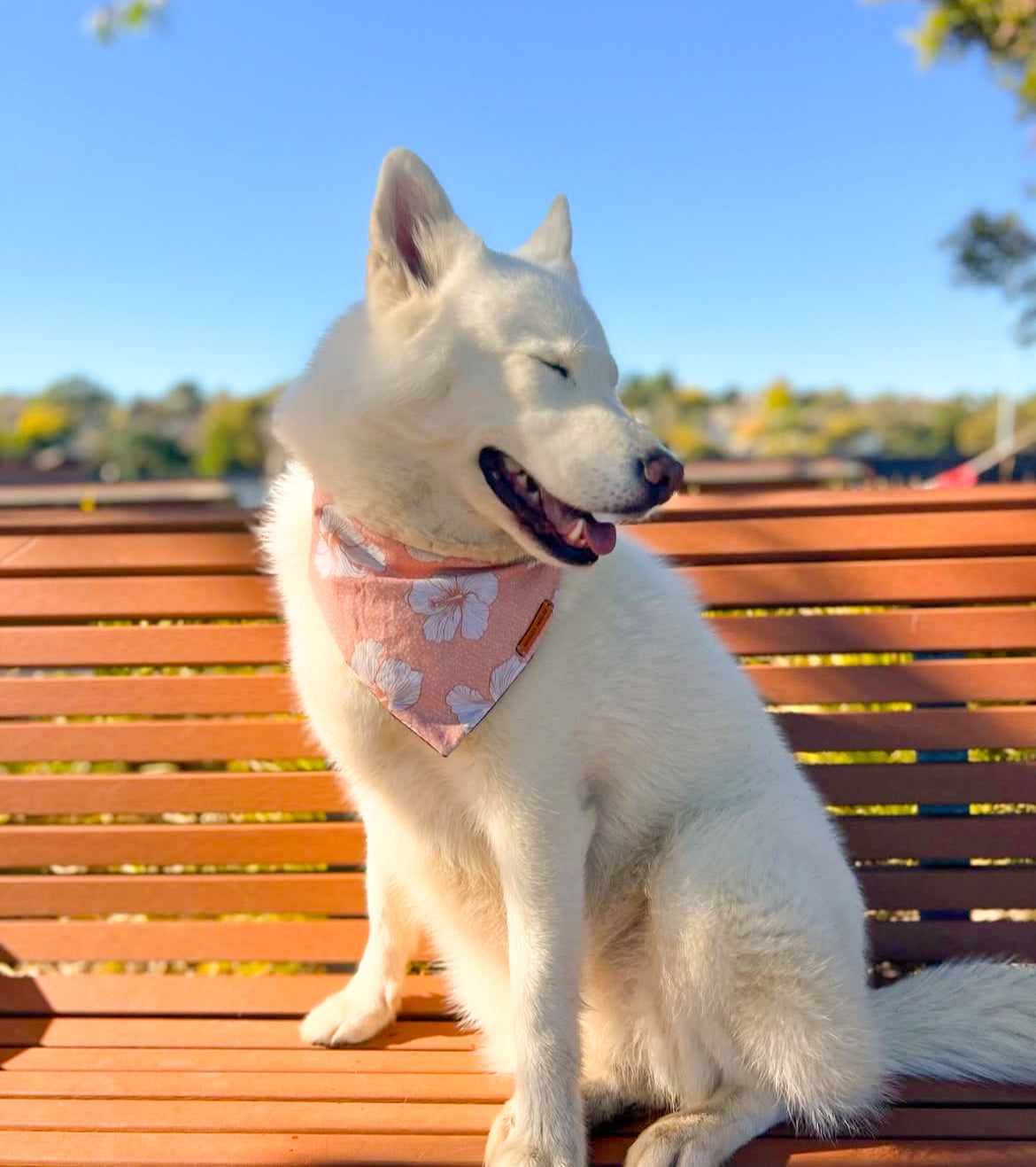 "Beach Please" Pet bandana