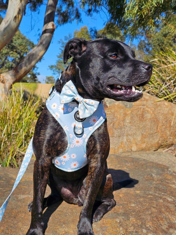 Aurora: Adjustable Harness