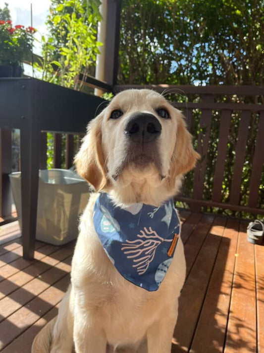 "La Spiaggia" Pet bandana