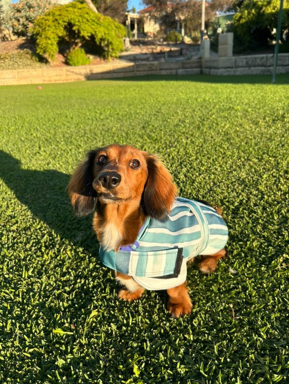 "Amalfi" Water Resistant Handmade Dog coat