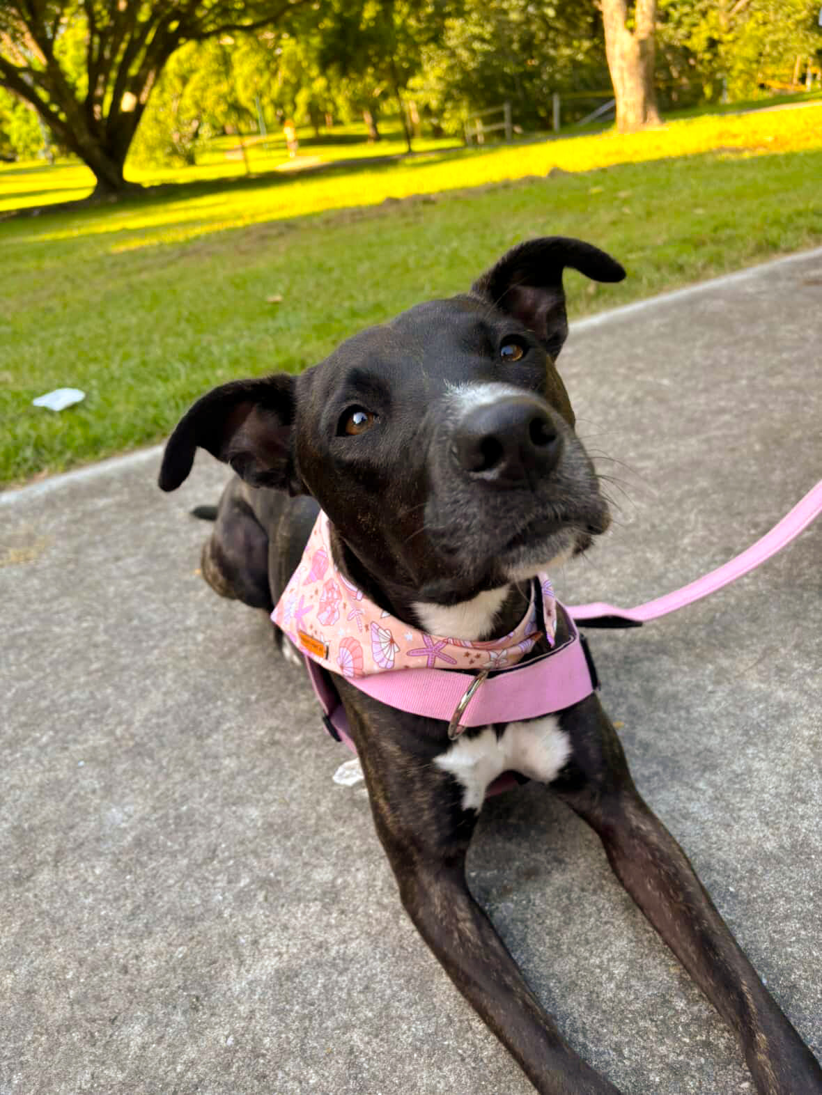 "Corals & Conches" Pet bandana