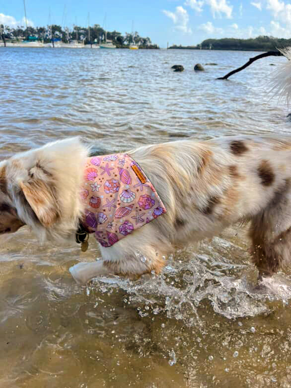 "Corals & Conches" Pet bandana