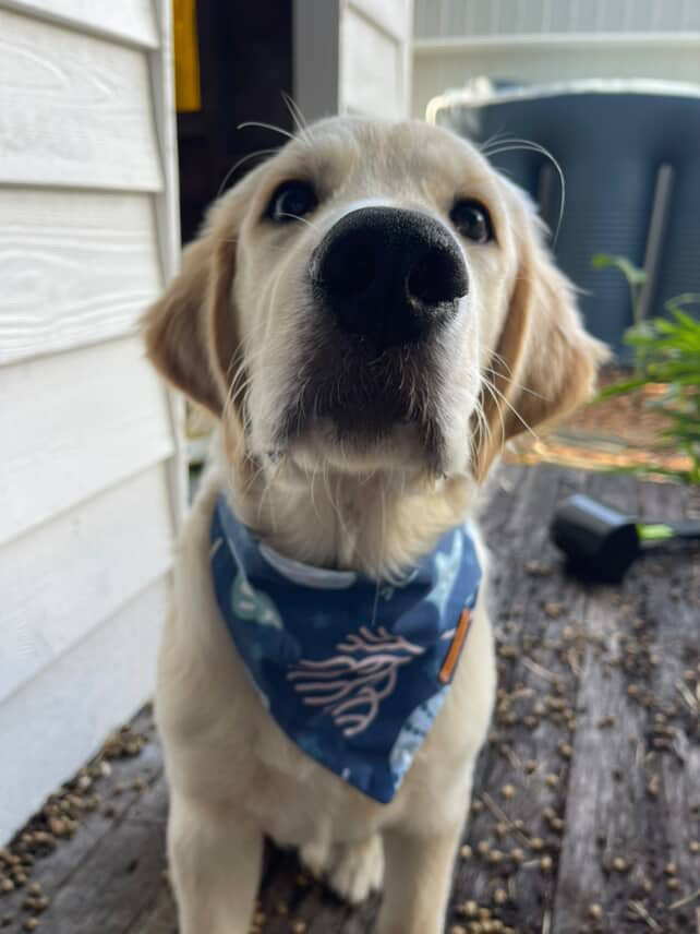 "La Spiaggia" Pet bandana
