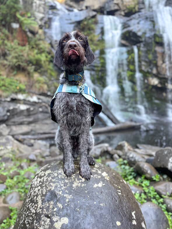 "Amalfi" Water Resistant Handmade Dog coat