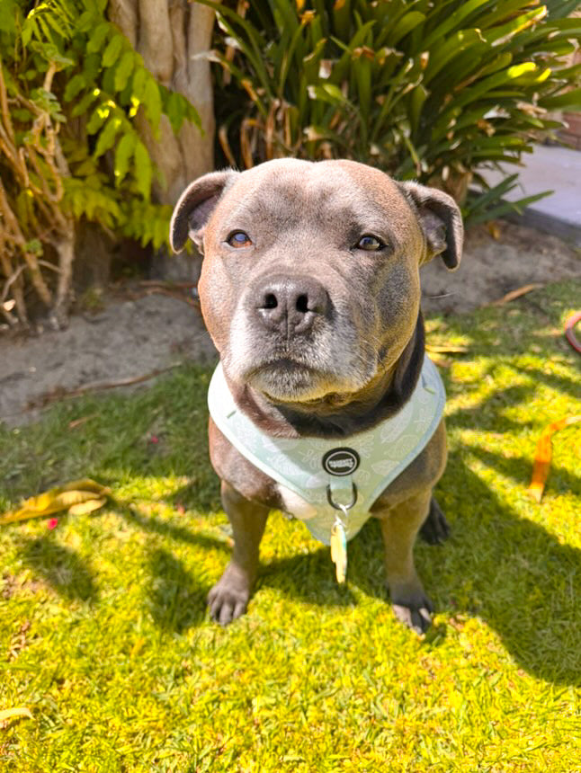 Hunter: Adjustable Harness