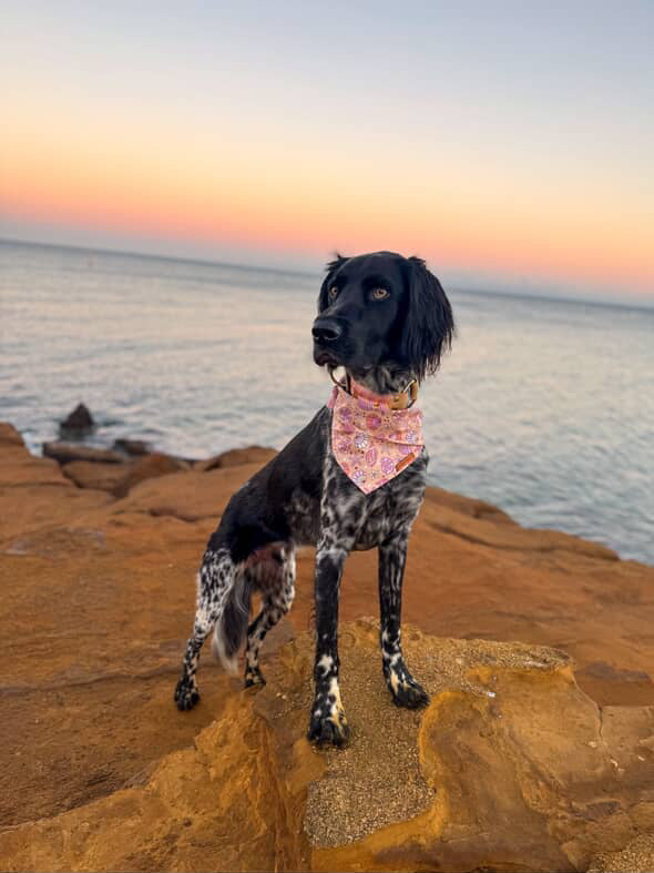 "Corals & Conches" Pet bandana