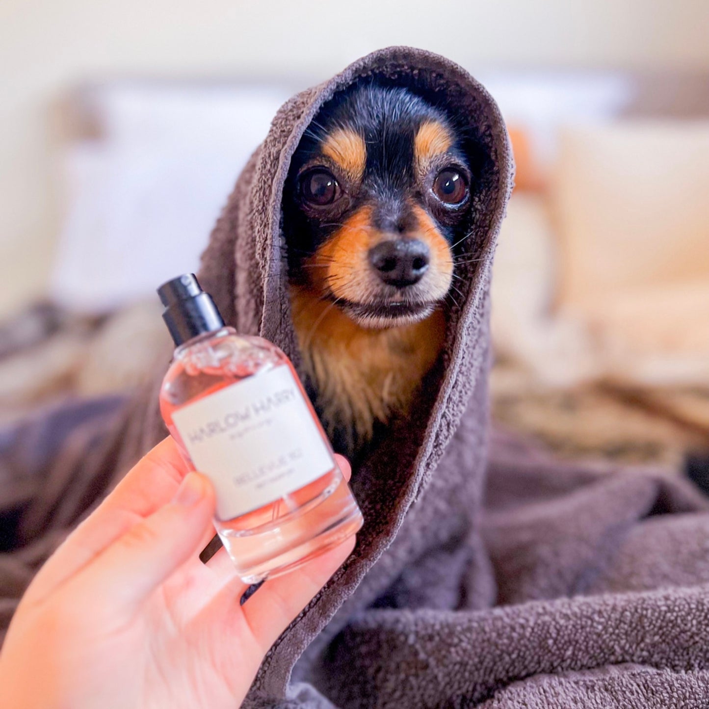 Dog Perfume | Bellevue 162