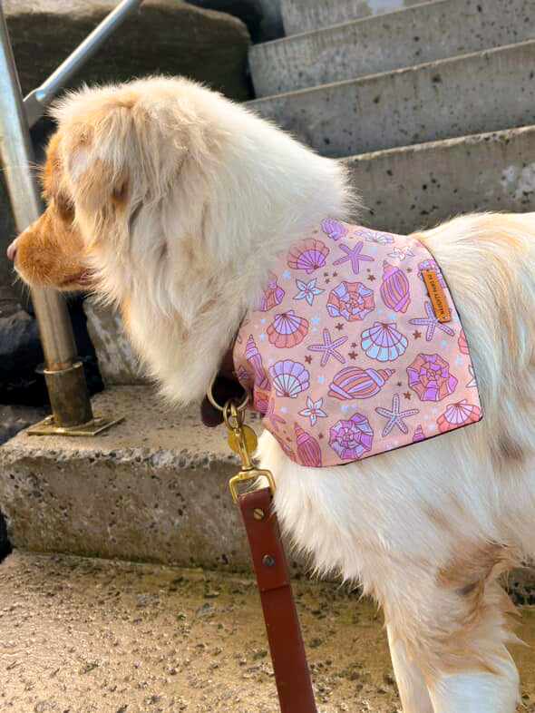 "Corals & Conches" Pet bandana