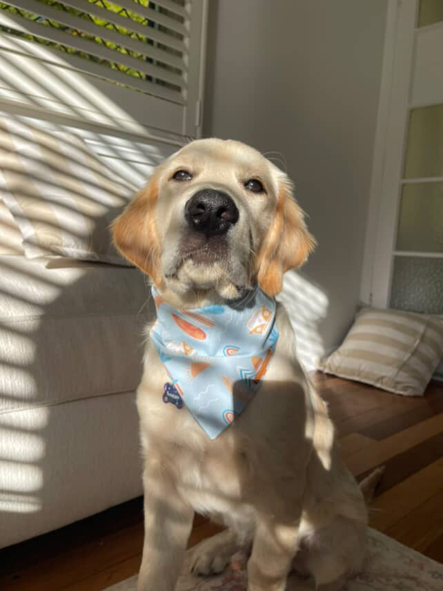 "Van Life" Pet bandana