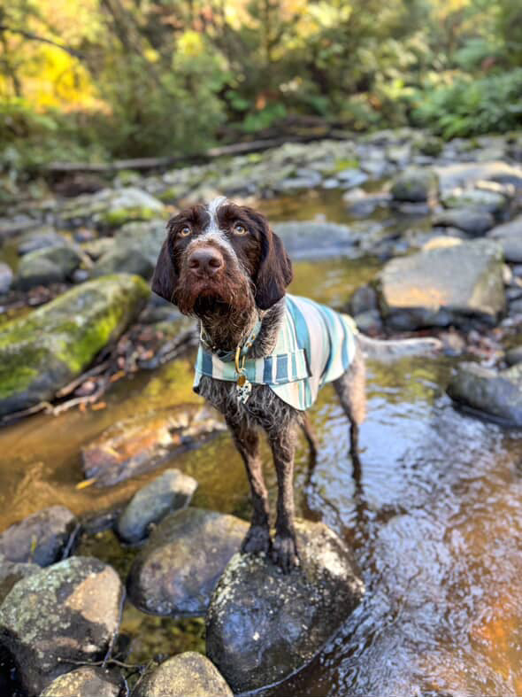 "Amalfi" Water Resistant Handmade Dog coat