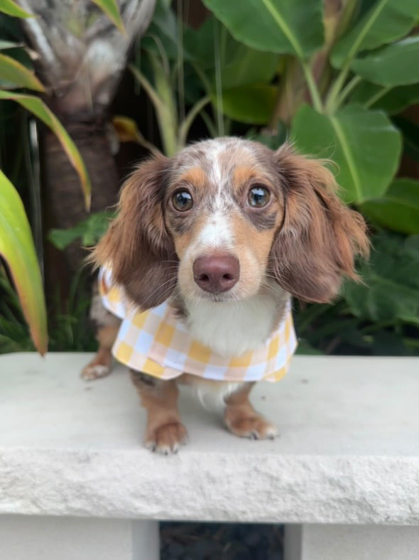 "Nonna's Tablecloth" Water Resistant Handmade Dog coat