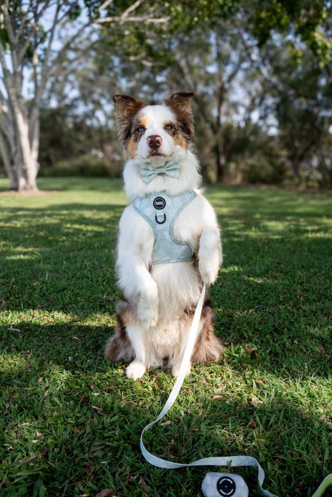 Hunter: Adjustable Harness