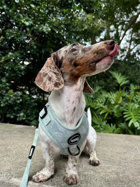 Hunter: Adjustable Harness