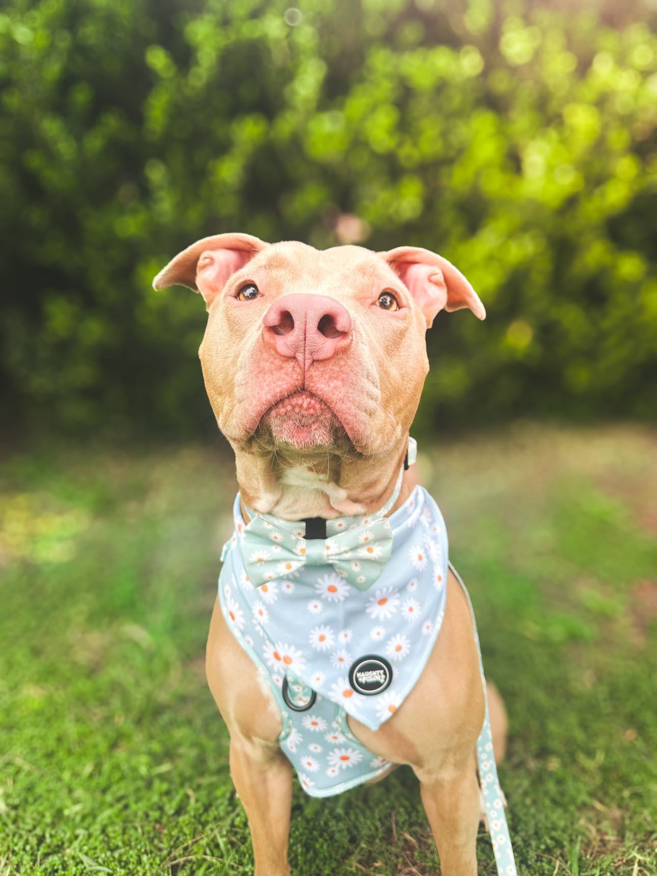 Aurora: Adjustable Harness