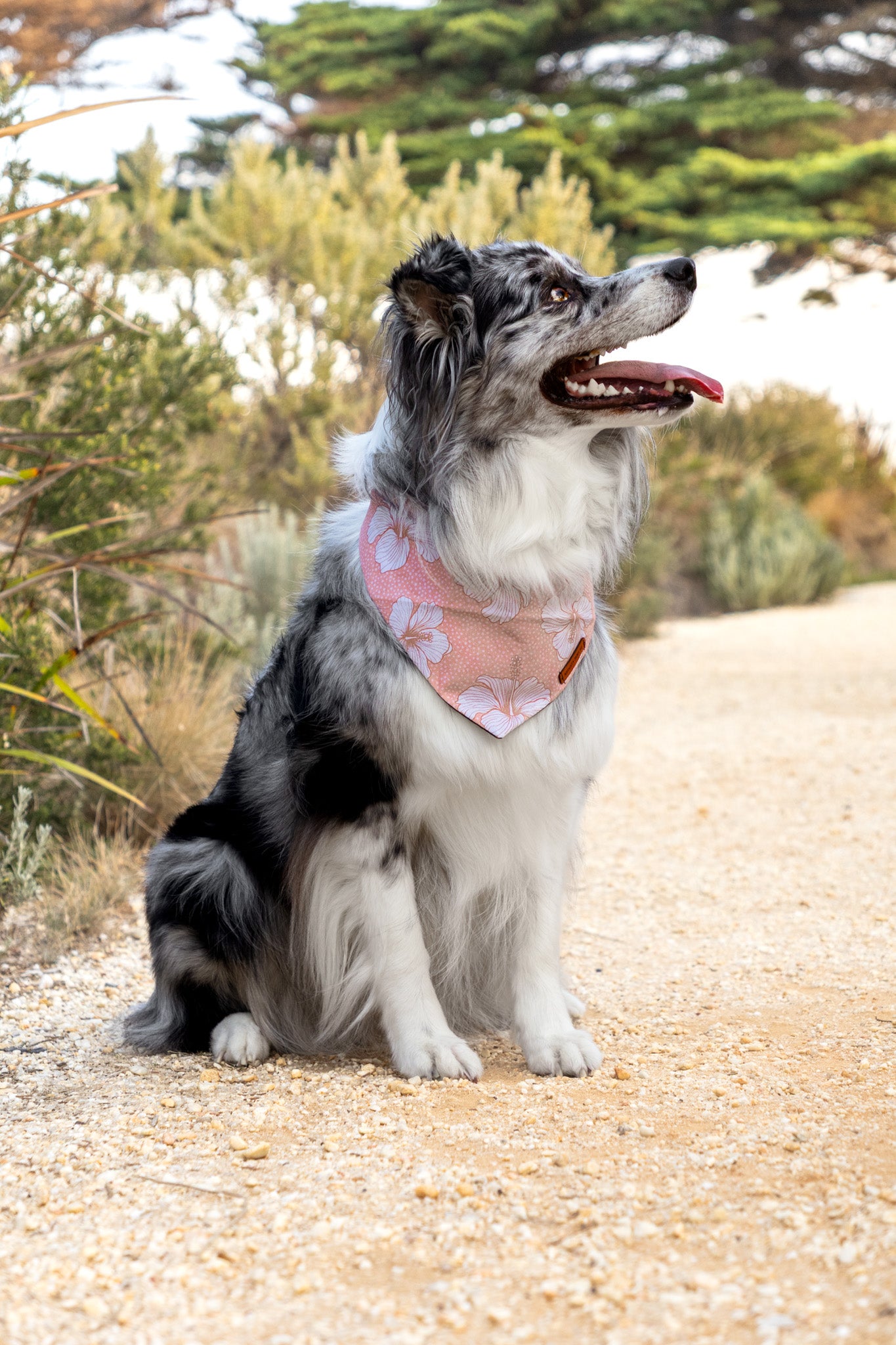 "Beach Please" Pet bandana