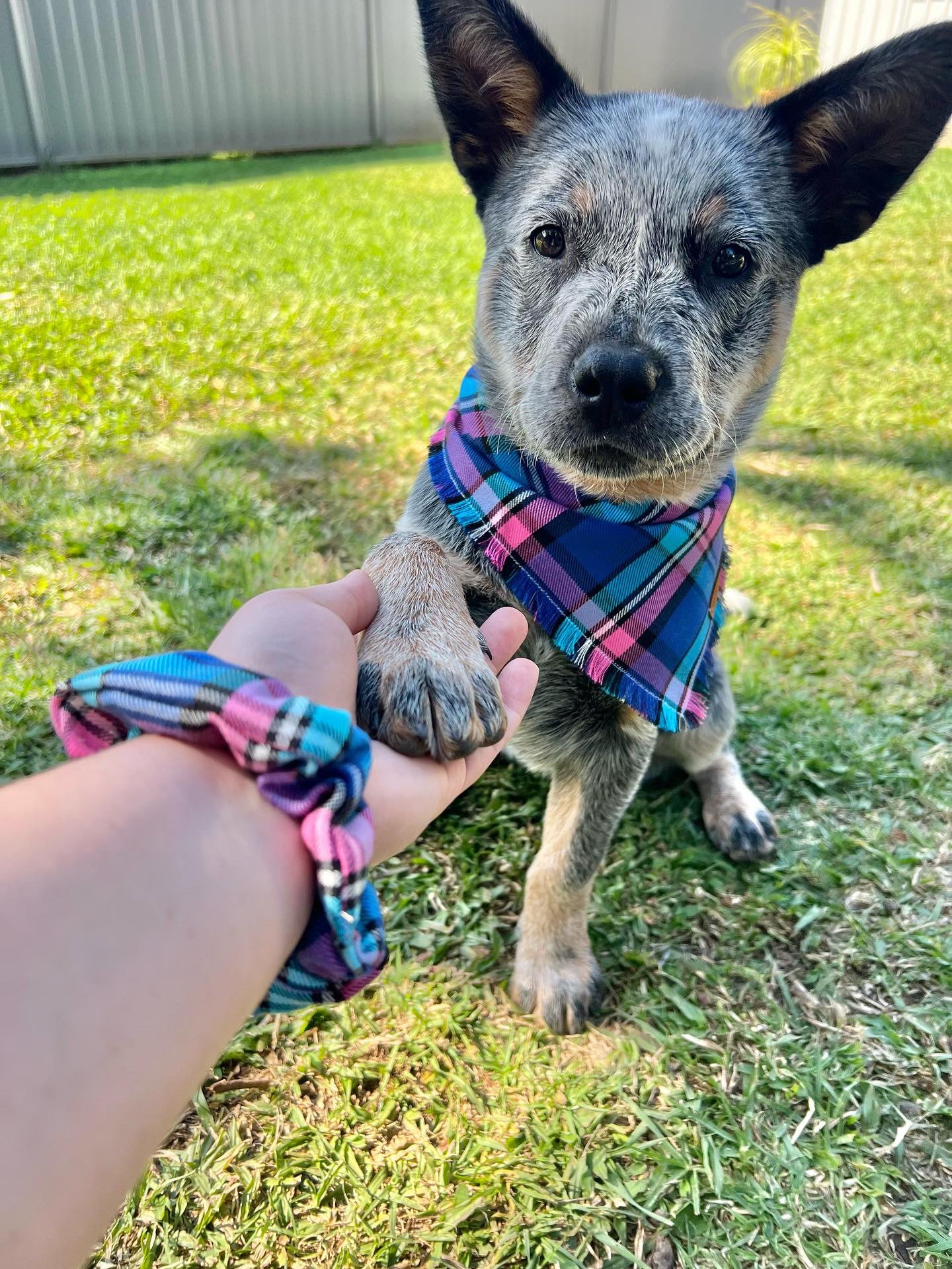 "Bubblegum" Pet bandana