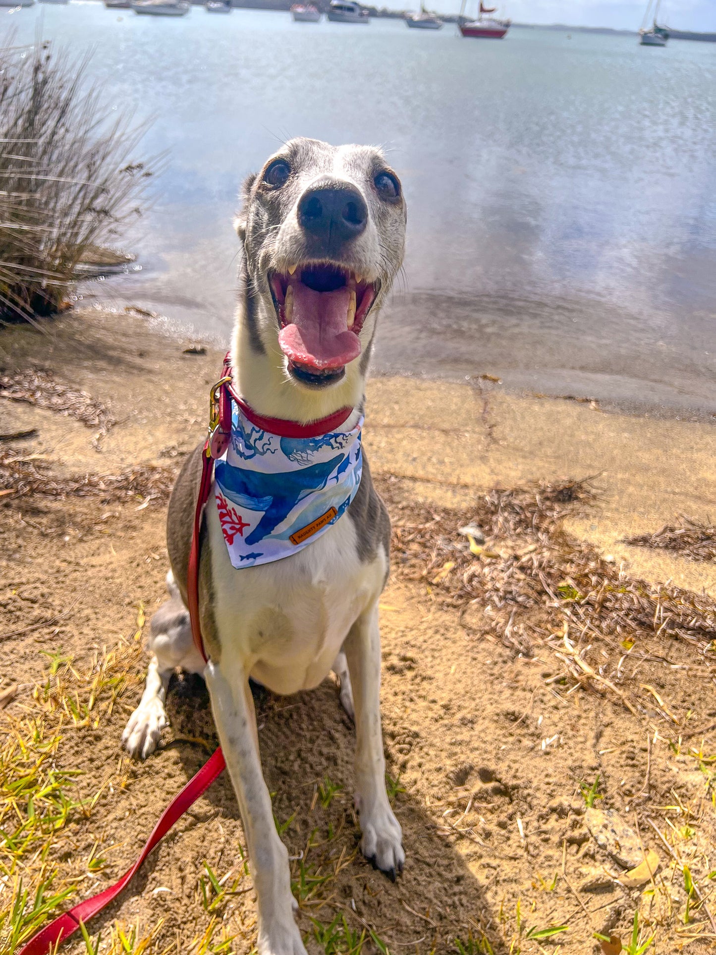 "Call of the Ocean" Pet bandana