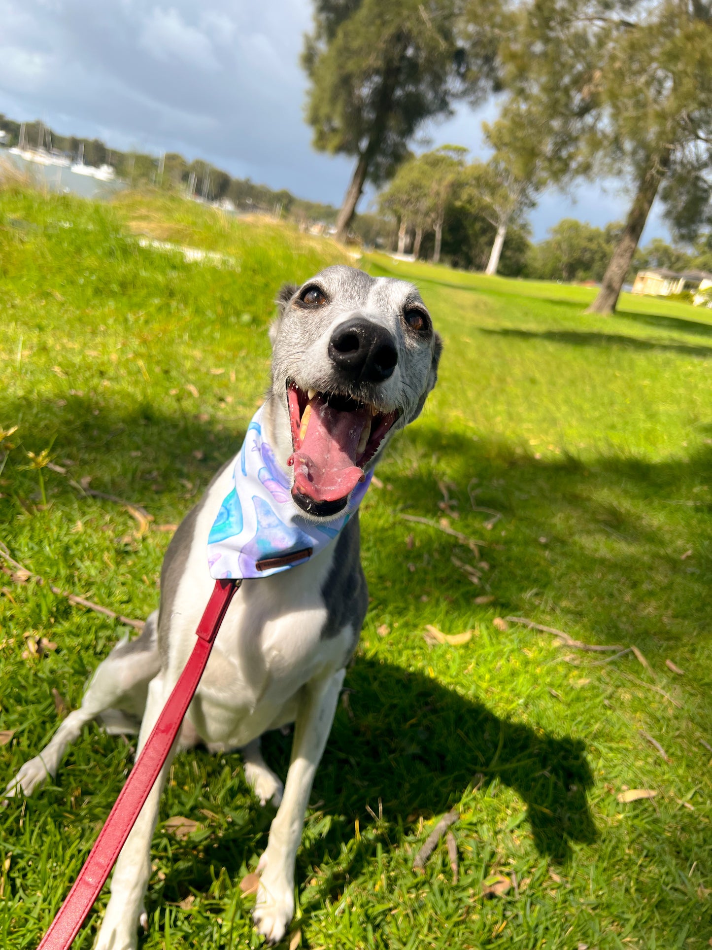 "Shells & Stars" Pet bandana